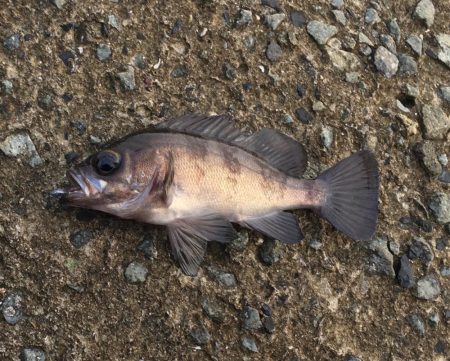 雨のあとの夕まずめ